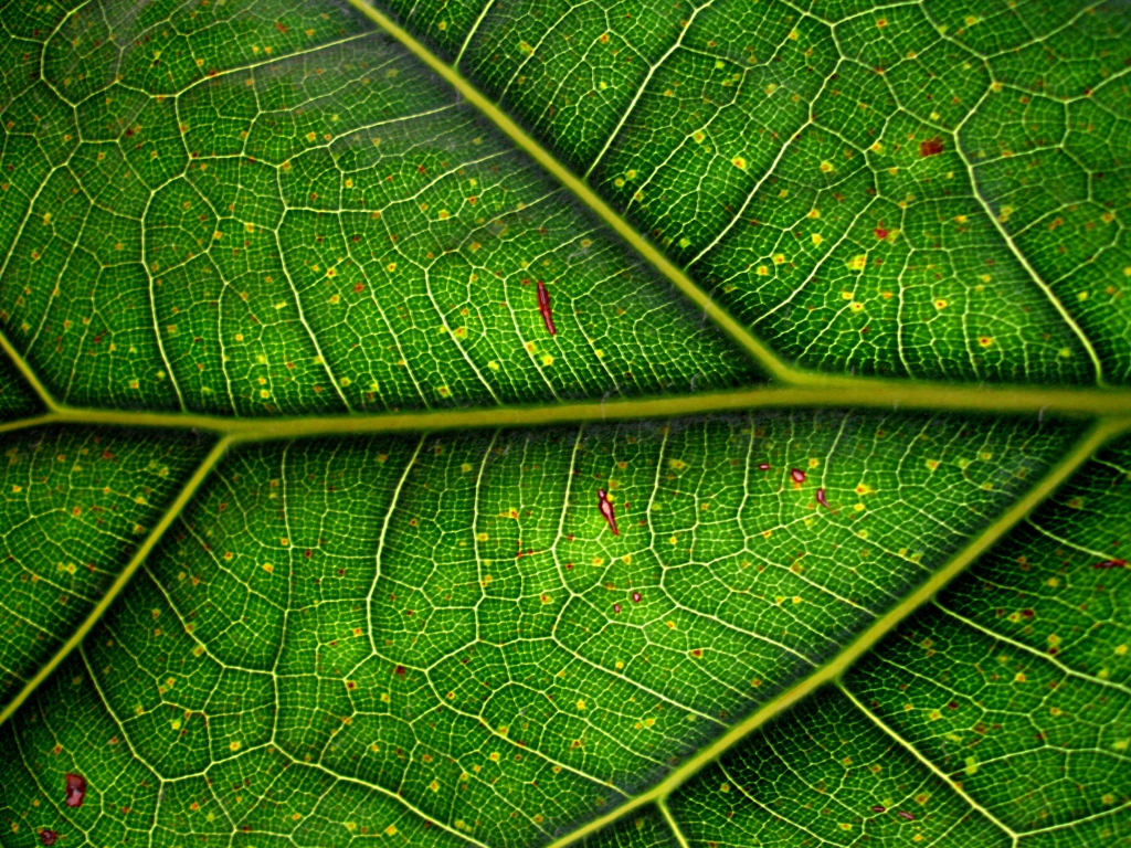 L’or vert : la chlorophylle